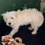 Westhighland Terrier Rocio, 02/2020, ca. 30 cm