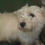 Westhighland Terrier Rocio, 02/2020, ca. 30 cm