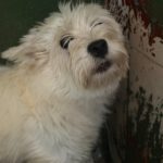Westhighland Terrier Rocio, 02/2020, ca. 30 cm