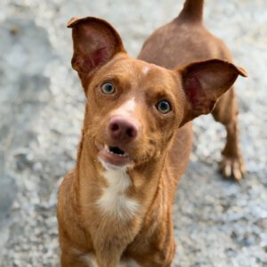 Podenco Maneto Rocky ,08/2025, ca. 35 cm