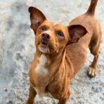 Podenco Maneto Rocky ,08/2025, ca. 35 cm