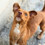 Podenco Maneto Rocky ,08/2025, ca. 35 cm