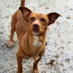 Podenco Maneto Rocky ,08/2025, ca. 35 cm
