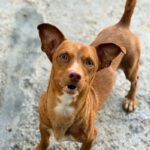 Podenco Maneto Rocky ,08/2025, ca. 35 cm