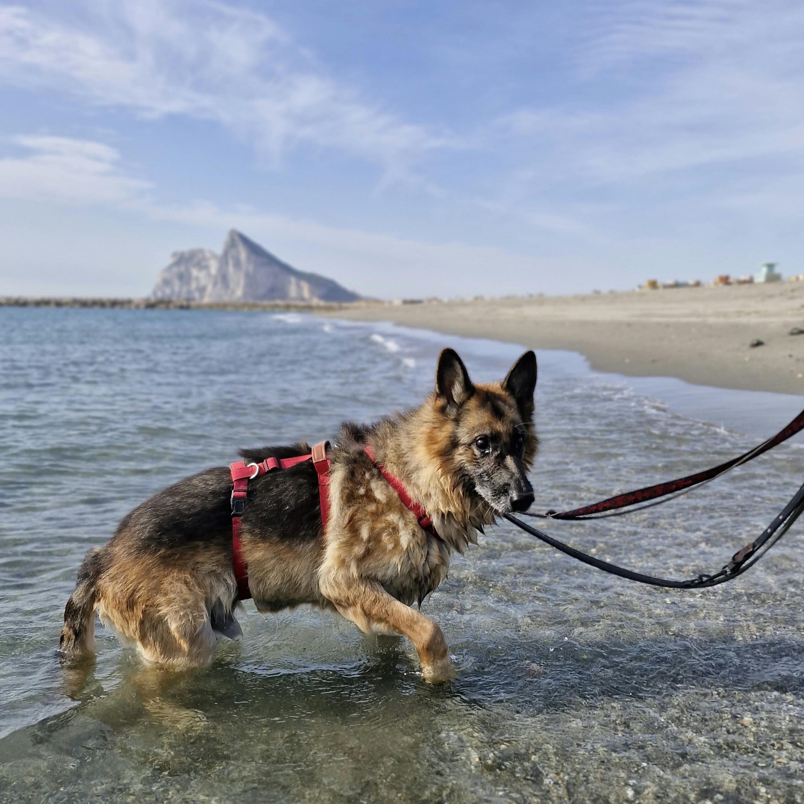 Schäferhund Mischling Roco, 02/2017, ca. 65 cm