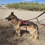 Schäferhund Mischling Roco, 02/2017, ca. 65 cm