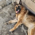 Schäferhund Mischling Roco, 02/2017, ca. 65 cm