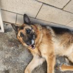 Schäferhund Mischling Roco, 02/2017, ca. 65 cm