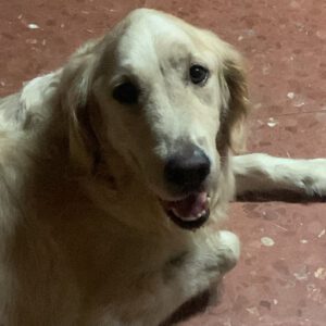 Golden Retriever Roma, 11/2020, ca. 55 cm