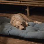 Golden Retriever Roma, 11/2020, ca. 55 cm