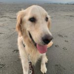 Golden Retriever Roma, 11/2020, ca. 55 cm