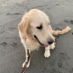Golden Retriever Roma, 11/2020, ca. 55 cm