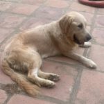 Golden Retriever Roma, 11/2020, ca. 55 cm