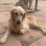 Golden Retriever Roma, 11/2020, ca. 55 cm
