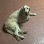 Golden Retriever Roma, 11/2020, ca. 55 cm
