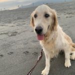 Golden Retriever Roma, 11/2020, ca. 55 cm