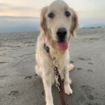 Golden Retriever Roma, 11/2020, ca. 55 cm