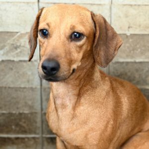 Podenco Mischling Rubia, 05/2022, ca. 30 cm