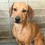 Podenco Mischling Rubia, 05/2022, ca. 30 cm