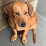 Podenco Mischling Rubia, 05/2022, ca. 30 cm