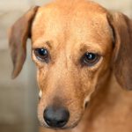 Podenco Mischling Rubia, 05/2022, ca. 30 cm