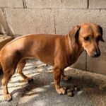 Podenco Mischling Rubia, 05/2022, ca. 30 cm