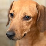 Podenco Mischling Rubia, 05/2022, ca. 30 cm