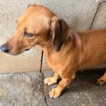 Podenco Mischling Rubia, 05/2022, ca. 30 cm