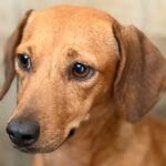 Podenco Mischling Rubia, 05/2022, ca. 30 cm