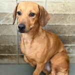 Podenco Mischling Rubia, 05/2022, ca. 30 cm
