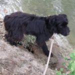 Katalanischer Schäferhund Sergio, 09/2024, ca. 55 cm