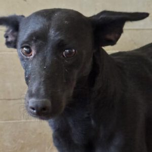 Podenco Mischling Sonia, 04/2025, ca. 35 cm