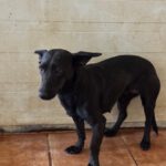 Podenco Mischling Sonia, 04/2025, ca. 35 cm