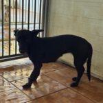 Podenco Mischling Sonia, 04/2025, ca. 35 cm