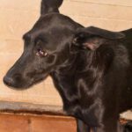 Podenco Mischling Sonia, 04/2025, ca. 35 cm