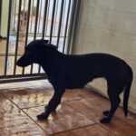 Podenco Mischling Sonia, 04/2025, ca. 35 cm