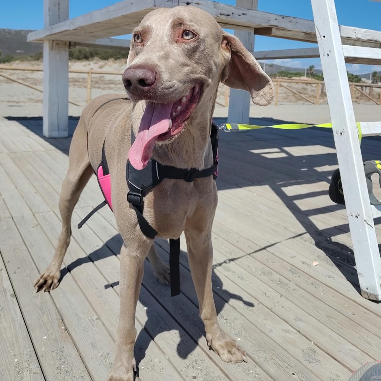 Weimaraner Stephan, 10/2024, ca. 70 cm