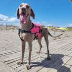 Weimaraner Stephan, 10/2024, ca. 70 cm