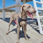 Weimaraner Stephan, 10/2024, ca. 70 cm
