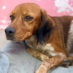 Bretone Tana, 11/2021, ca. 45 cm