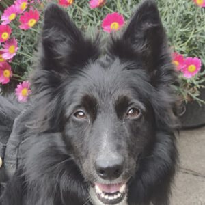 Border Collie Tana, 11/2020, ca. 48 cm, 25557 Steenfeld