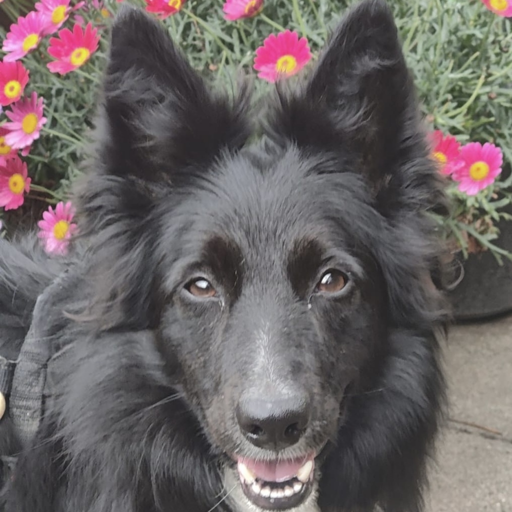 Border Collie Tana, 11/2020, ca. 48 cm, 25557 Steenfeld