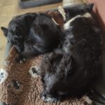 Border Collie Tana, 11/2020, ca. 48 cm, 25557 Steenfeld