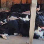 Border Collie Tana, 11/2020, ca. 48 cm, 25557 Steenfeld