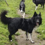 Border Collie Tana, 11/2020, ca. 48 cm, 25557 Steenfeld