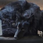 Border Collie Tana, 11/2020, ca. 48 cm, 25557 Steenfeld