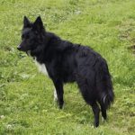 Border Collie Tana, 11/2020, ca. 48 cm, 25557 Steenfeld