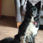 Border Collie Tana, 11/2020, ca. 48 cm, 25557 Steenfeld