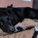 Border Collie Tana, 11/2020, ca. 48 cm, 25557 Steenfeld