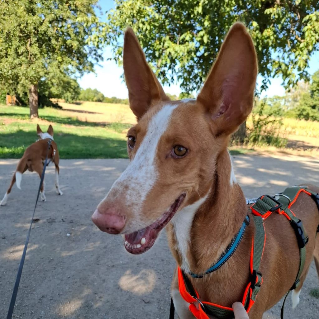 Podenco Ibicenco Tango, 06/2021, ca. 65 cm, 69469 Weinheim